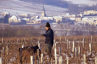 Beaujolais neige guilaine de seze