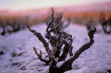 Beaujolais neige guilaine de seze 2